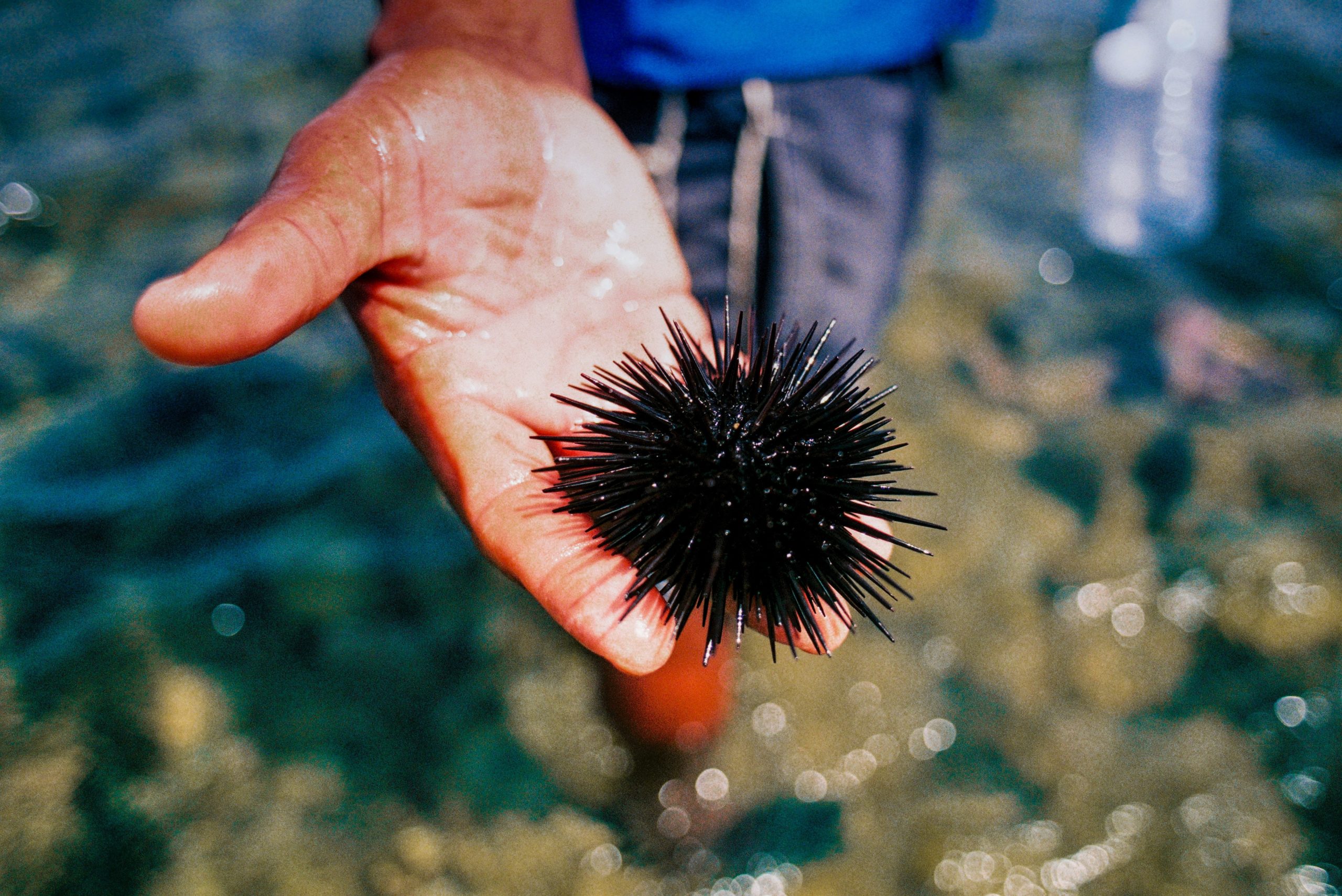 A man holds a sea urchin, taken from the sea.