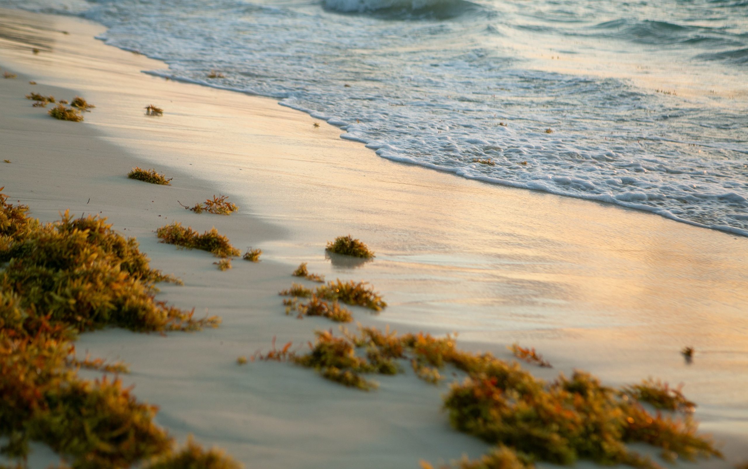 Sargassum on a beach in the Florida Keys