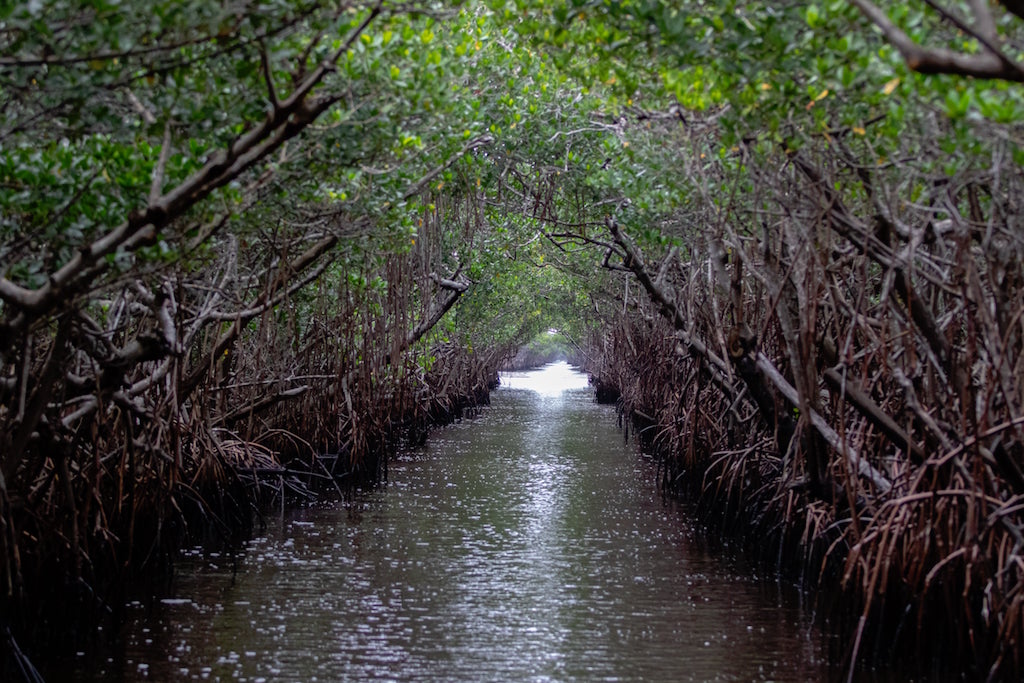 Kayaking in the Florida Everglades mangrove tunnel tour