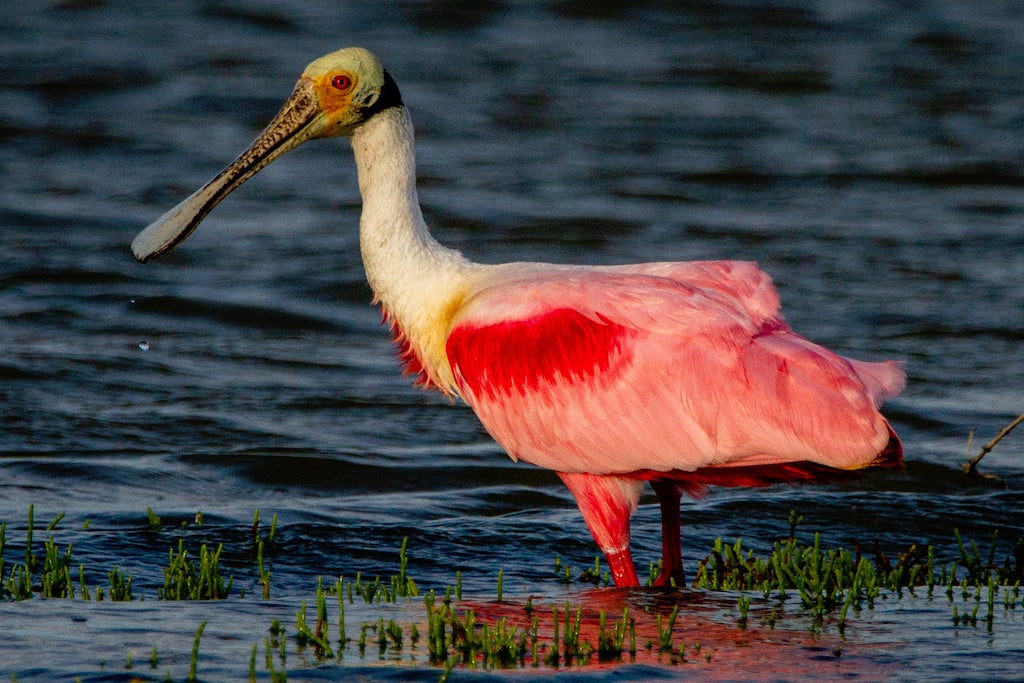 Roseate Spoonbill in Florida Bay
